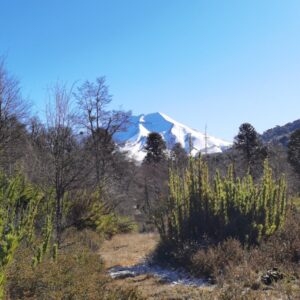Terreno camino Corralco 5.000 m2 – Malalcahuello