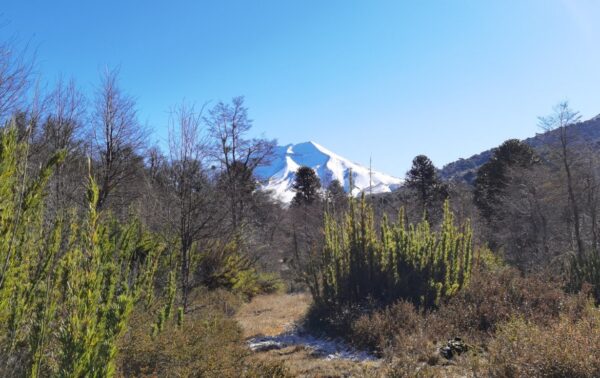 Malalcahuello, Parcela Camino a Corralco 5000m2 - Simple Sur (2)