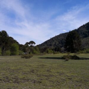2 parcelas 5.000 m2 colindantes - Solo a 4km de Corralco