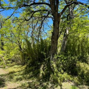 Terreno de 5.000 m2 – Camino a Corralco