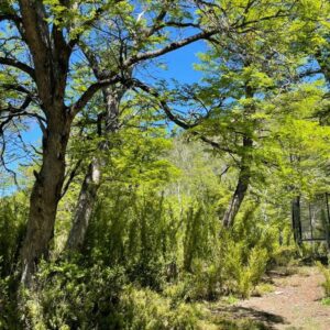 Terreno de 5.000 m2 – Camino a Corralco
