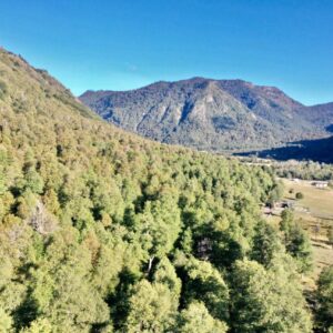 Terrenos 5.000 m2 con bosque nativo en sector Caracoles - Malalcahuello