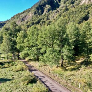 Terrenos 5.000 m2 con bosque nativo en sector Caracoles - Malalcahuello