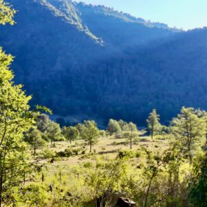 Terrenos sector Caracoles, Malalcahuello - Simple Sur (4)
