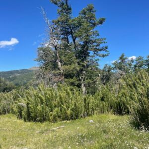 Terreno sector Corralco, Colorado - Malalcahuello, SimpleSur (16)