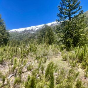Malalcahuello, Terreno en sector Sierra Nevada - Simple Sur (14)