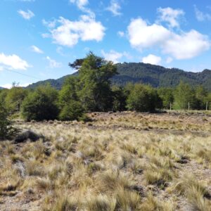 Terrenos de 5.000 m2, Pueblo Malalcahuello - Simple Sur (1)