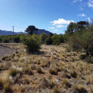 Terrenos de 5.000 m2, Pueblo Malalcahuello - Simple Sur (14)