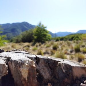 Terrenos de 5.000 m2, Pueblo Malalcahuello - Simple Sur (7)