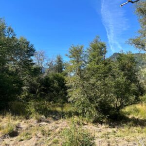 Terreno sector Caracoles, Malalcahuello - Simple Sur Corralco (12)