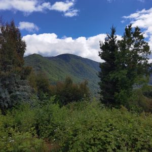 Predio de 5.000 m2, sector Salto La Princesa - Malalcahuello. Inmobiliaria Simple Sur, Malalcahuello - Corralco (11)