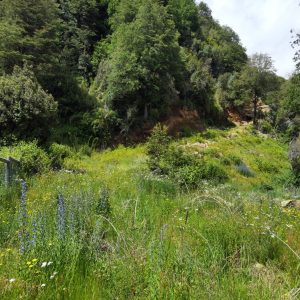 Predio de 5.000 m2, sector Salto La Princesa - Malalcahuello. Inmobiliaria Simple Sur, Malalcahuello - Corralco (12)