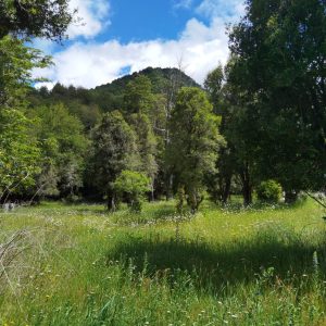 Predio de 5.000 m2, sector Salto La Princesa - Malalcahuello. Inmobiliaria Simple Sur, Malalcahuello - Corralco (13)