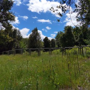 Predio de 5.000 m2, sector Salto La Princesa - Malalcahuello. Inmobiliaria Simple Sur, Malalcahuello - Corralco (14)