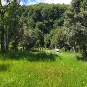 Predio de 5.000 m2, sector Salto La Princesa - Malalcahuello. Inmobiliaria Simple Sur, Malalcahuello - Corralco (15)