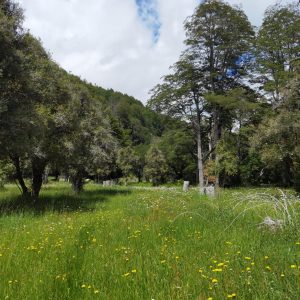 Predio de 5.000 m2, sector Salto La Princesa - Malalcahuello. Inmobiliaria Simple Sur, Malalcahuello - Corralco (16)