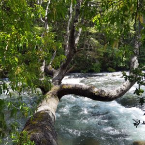 Predio de 5.000 m2, sector Salto La Princesa - Malalcahuello. Inmobiliaria Simple Sur, Malalcahuello - Corralco (17)