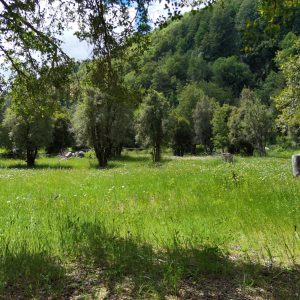 Predio de 5.000 m2, sector Salto La Princesa - Malalcahuello. Inmobiliaria Simple Sur, Malalcahuello - Corralco (19)