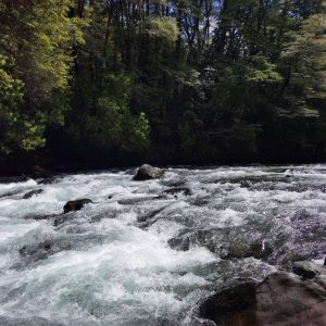 Predio de 5.000 m2, sector Salto La Princesa - Malalcahuello. Inmobiliaria Simple Sur, Malalcahuello - Corralco (21)