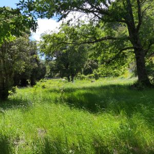 Predio de 5.000 m2, sector Salto La Princesa - Malalcahuello. Inmobiliaria Simple Sur, Malalcahuello - Corralco (22)