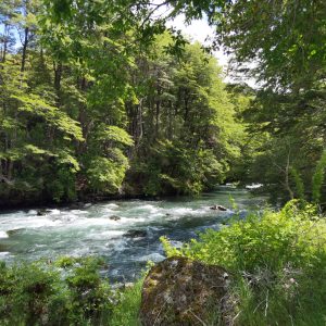 Predio de 5.000 m2, sector Salto La Princesa - Malalcahuello. Inmobiliaria Simple Sur, Malalcahuello - Corralco (23)