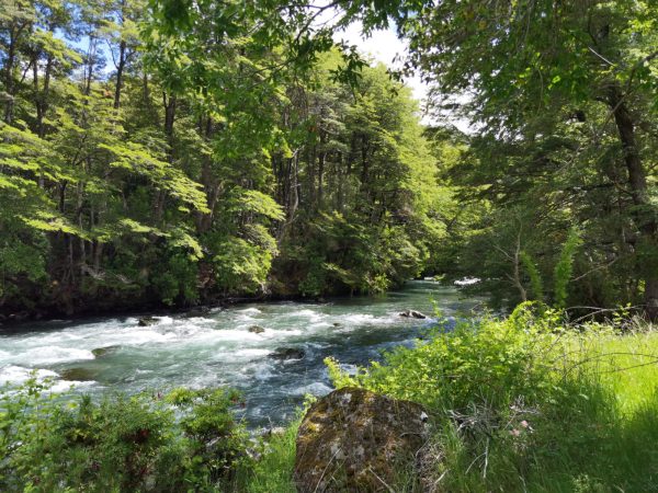 Predio de 5.000 m2, sector Salto La Princesa - Malalcahuello. Inmobiliaria Simple Sur, Malalcahuello - Corralco (23)