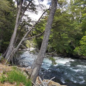 Predio de 5.000 m2, sector Salto La Princesa - Malalcahuello. Inmobiliaria Simple Sur, Malalcahuello - Corralco (24)