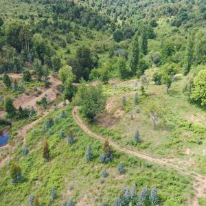 Predio de 5.000 m2, sector Salto La Princesa - Malalcahuello. Inmobiliaria Simple Sur, Malalcahuello - Corralco (25)