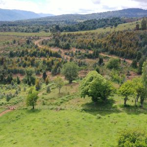 Predio de 5.000 m2, sector Salto La Princesa - Malalcahuello. Inmobiliaria Simple Sur, Malalcahuello - Corralco (26)