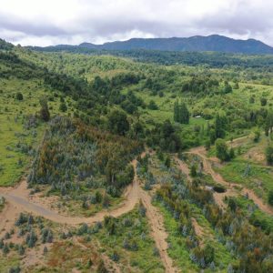 Predio de 5.000 m2, sector Salto La Princesa - Malalcahuello. Inmobiliaria Simple Sur, Malalcahuello - Corralco (27)