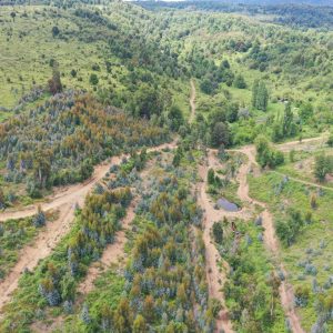 Predio de 5.000 m2, sector Salto La Princesa - Malalcahuello. Inmobiliaria Simple Sur, Malalcahuello - Corralco (28)