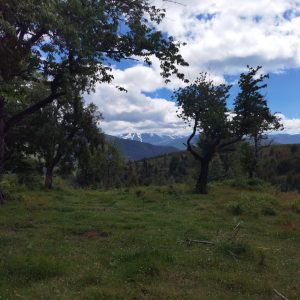 Predio de 5.000 m2, sector Salto La Princesa - Malalcahuello. Inmobiliaria Simple Sur, Malalcahuello - Corralco (3)