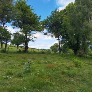 Predio de 5.000 m2, sector Salto La Princesa - Malalcahuello. Inmobiliaria Simple Sur, Malalcahuello - Corralco (4)