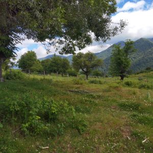 Predio de 5.000 m2, sector Salto La Princesa - Malalcahuello. Inmobiliaria Simple Sur, Malalcahuello - Corralco (5)