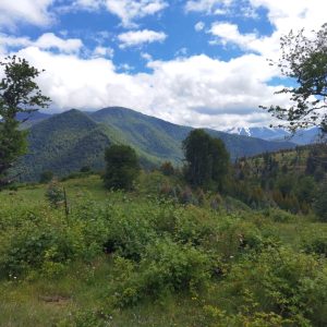 Predio de 5.000 m2, sector Salto La Princesa - Malalcahuello. Inmobiliaria Simple Sur, Malalcahuello - Corralco (6)