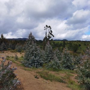 Predio de 5.000 m2, sector Salto La Princesa - Malalcahuello. Inmobiliaria Simple Sur, Malalcahuello - Corralco (7)