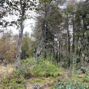 Terreno 5.000 m2, sector Caracoles, Malalcahuello - Inmobiliaria Simple Sur, Malalcahuello, Corralco (10)