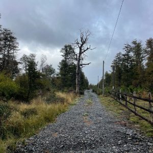 Terreno 5.000 m2, sector Caracoles, Malalcahuello - Inmobiliaria Simple Sur, Malalcahuello, Corralco (12)