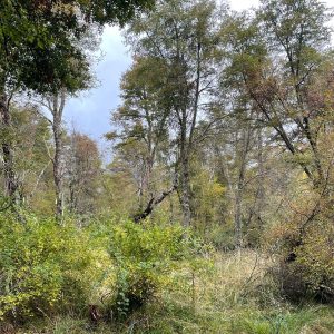 Terreno 5.000 m2, sector Caracoles, Malalcahuello - Inmobiliaria Simple Sur, Malalcahuello, Corralco (3)