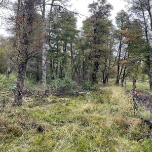 Terreno 5.000 m2, sector Caracoles, Malalcahuello - Inmobiliaria Simple Sur, Malalcahuello, Corralco (4)