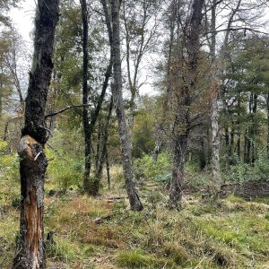 Terreno 5.000 m2, sector Caracoles, Malalcahuello - Inmobiliaria Simple Sur, Malalcahuello, Corralco (5)