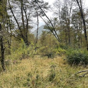 Terreno 5.000 m2, sector Caracoles, Malalcahuello - Inmobiliaria Simple Sur, Malalcahuello, Corralco (6)