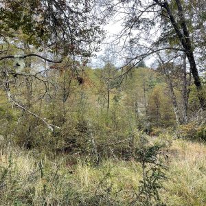 Terreno 5.000 m2, sector Caracoles, Malalcahuello - Inmobiliaria Simple Sur, Malalcahuello, Corralco (8)