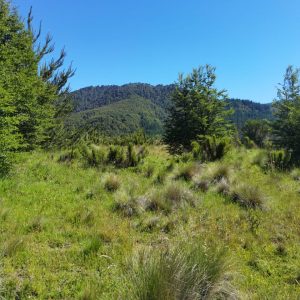 Terreno 5.000 m2 con vista al río Cautín, pueblo Malalcahuello - Inmobiliaria Simple Sur (Malalcahuello - Corralco) (3)
