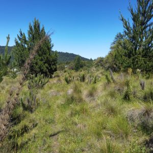 Terreno 5.000 m2 con vista al río Cautín, pueblo Malalcahuello - Inmobiliaria Simple Sur (Malalcahuello - Corralco) (4)