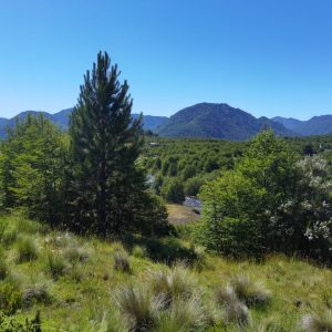 Terreno 5.000 m2 con vista al río Cautín, pueblo Malalcahuello - Inmobiliaria Simple Sur (Malalcahuello - Corralco) (6)