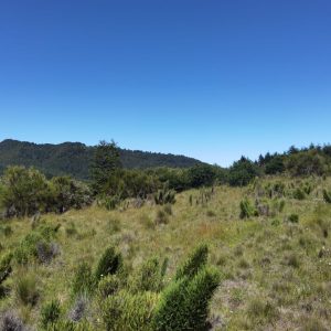 Terreno 5.000 m2 con vista al río Cautín, pueblo Malalcahuello - Inmobiliaria Simple Sur (Malalcahuello - Corralco) (9)