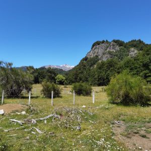 Terreno de 1.4 Ha. en Malalcahuello, sector Caracoles - Inmobiliaria Simple Sur, Malalcahuello - Corralco - Sector Caracoles (1)