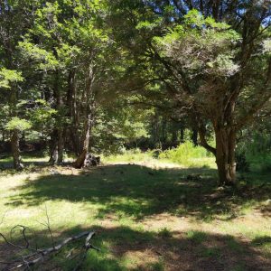 Terreno de 1.4 Ha. en Malalcahuello, sector Caracoles - Inmobiliaria Simple Sur, Malalcahuello - Corralco - Sector Caracoles (16)