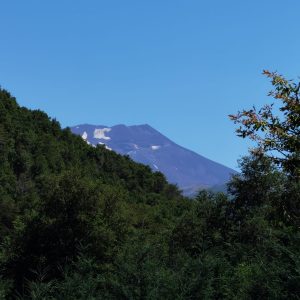 Terreno de 1.4 Ha. en Malalcahuello, sector Caracoles - Inmobiliaria Simple Sur, Malalcahuello - Corralco - Sector Caracoles (17)
